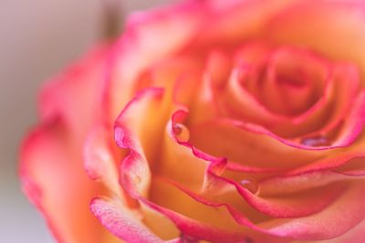 Close-up of pink rose