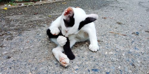 High angle view of a dog on footpath