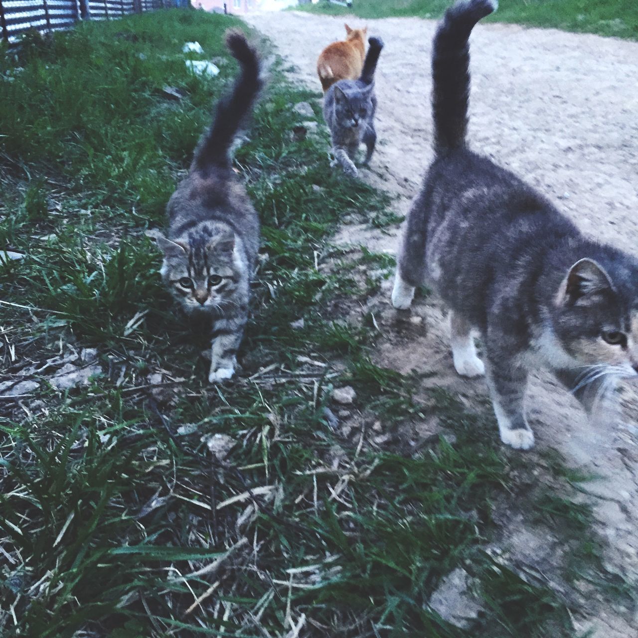 domestic animals, animal themes, mammal, pets, dog, one animal, two animals, young animal, field, high angle view, three animals, canine, pet collar, pet leash, togetherness, looking at camera, day, outdoors, standing, nature