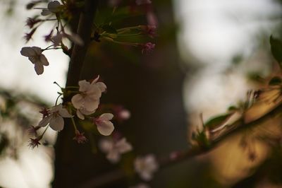 Close-up of flower buds