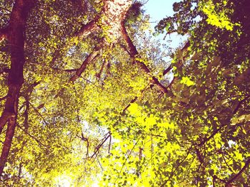 Low angle view of trees