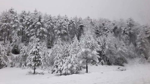 Panoramic view of trees on snow covered landscape