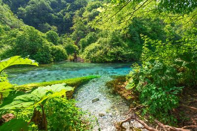 High angle view of river amidst trees