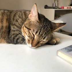 Close-up of a sleeping cat