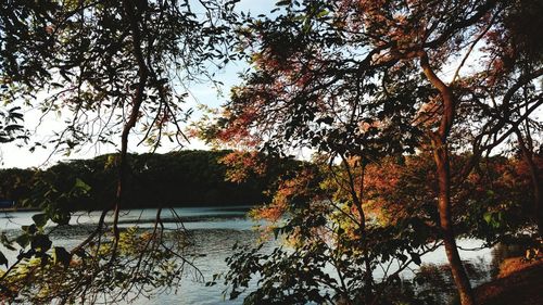 Trees by lake against sky during autumn