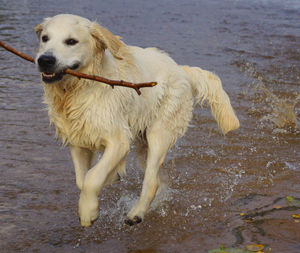 Dog looking away