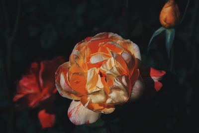 Close-up of red rose on black background