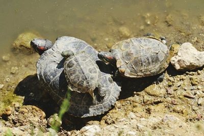 High angle view of turtles at lakeshore