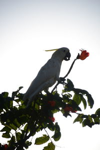 Low angle view of bird perching on a tree