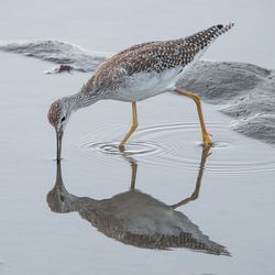 Birds on a lake