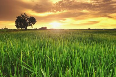 Scenic view of wheat field against sky during sunset