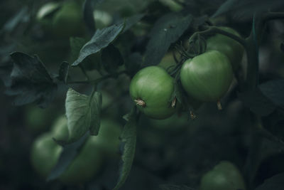 Close-up of fruits on tree