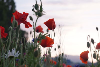 Close-up of red poppy flowers growing on field