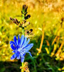 flowering plant