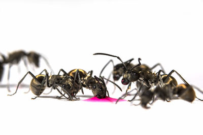 Extreme close-up of ants feeding on pink liquid against white background