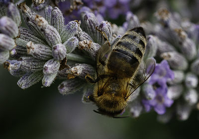 Close-up of bee pollinating on purple flower