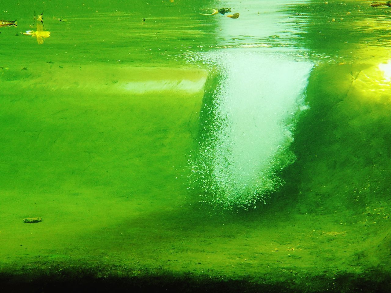 HIGH ANGLE VIEW OF TREES GROWING ON WATER