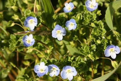 Close-up of white flowering plants