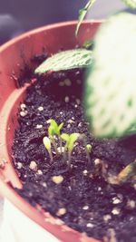 Close-up of potted plant