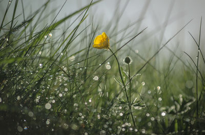 Close-up of yellow wildflowers blooming in field