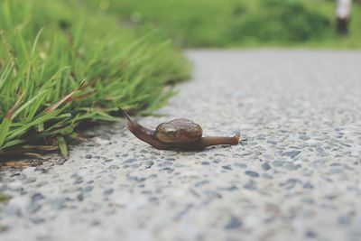 Surface level of snail