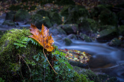 Close-up of maple leaves on tree