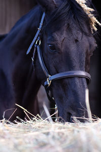 Close-up of horse on field