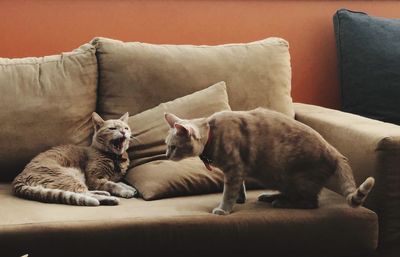 Cats relaxing on sofa at home