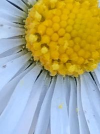 Close-up of yellow flower