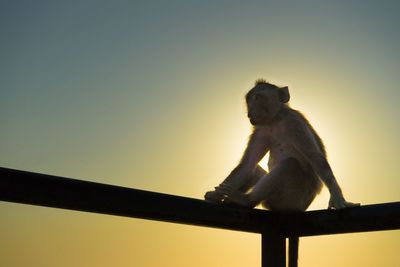 Low angle view of monkey sitting on railing against sky