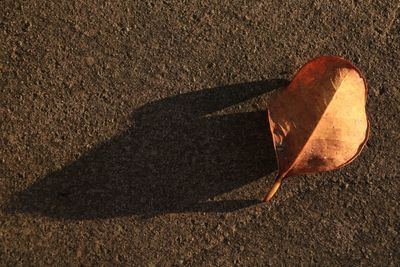 High angle view of shadow on ground 