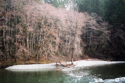River in forest