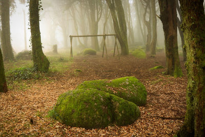 Plants growing on land in forest