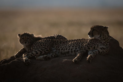 Cheetahs sitting on rock