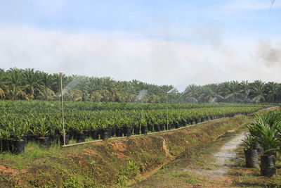 Scenic view of agricultural field against sky