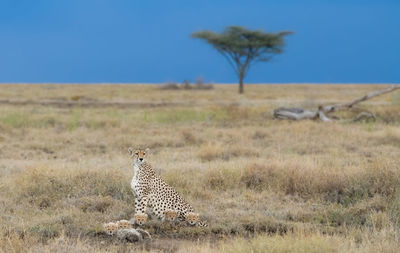 Cheetah male