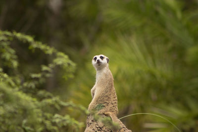 Portrait of an animal looking away