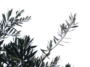 Low angle view of tree against clear sky