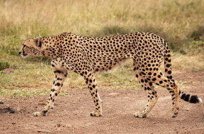 View of a cat walking on land