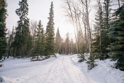 Snow covered pine trees in forest