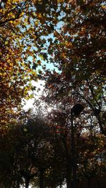 Low angle view of trees