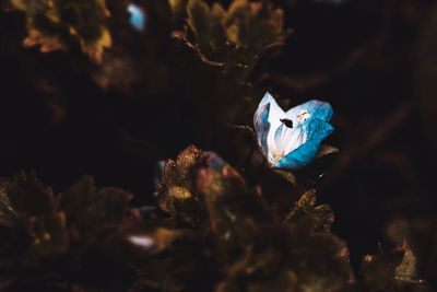 Close-up of butterfly on plant