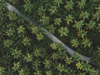 Aerial view of road amidst palm trees