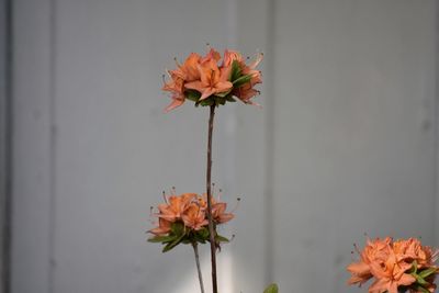 Close-up of orange flower against wall