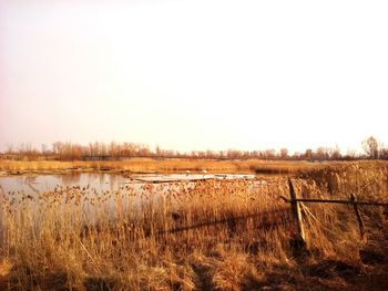 Plants growing by river on field against sky