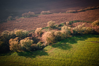 High angle view of agricultural field