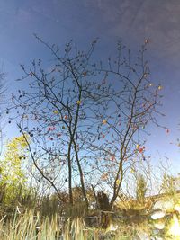 Low angle view of trees against blue sky