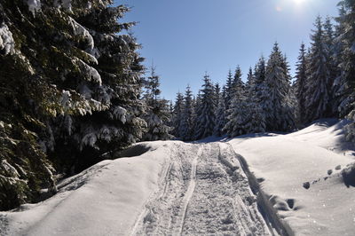 Scenic view of trees against sky during winter