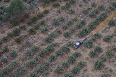 High angle view of trees on field