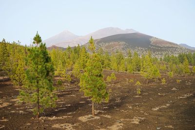 Plants growing on land against sky